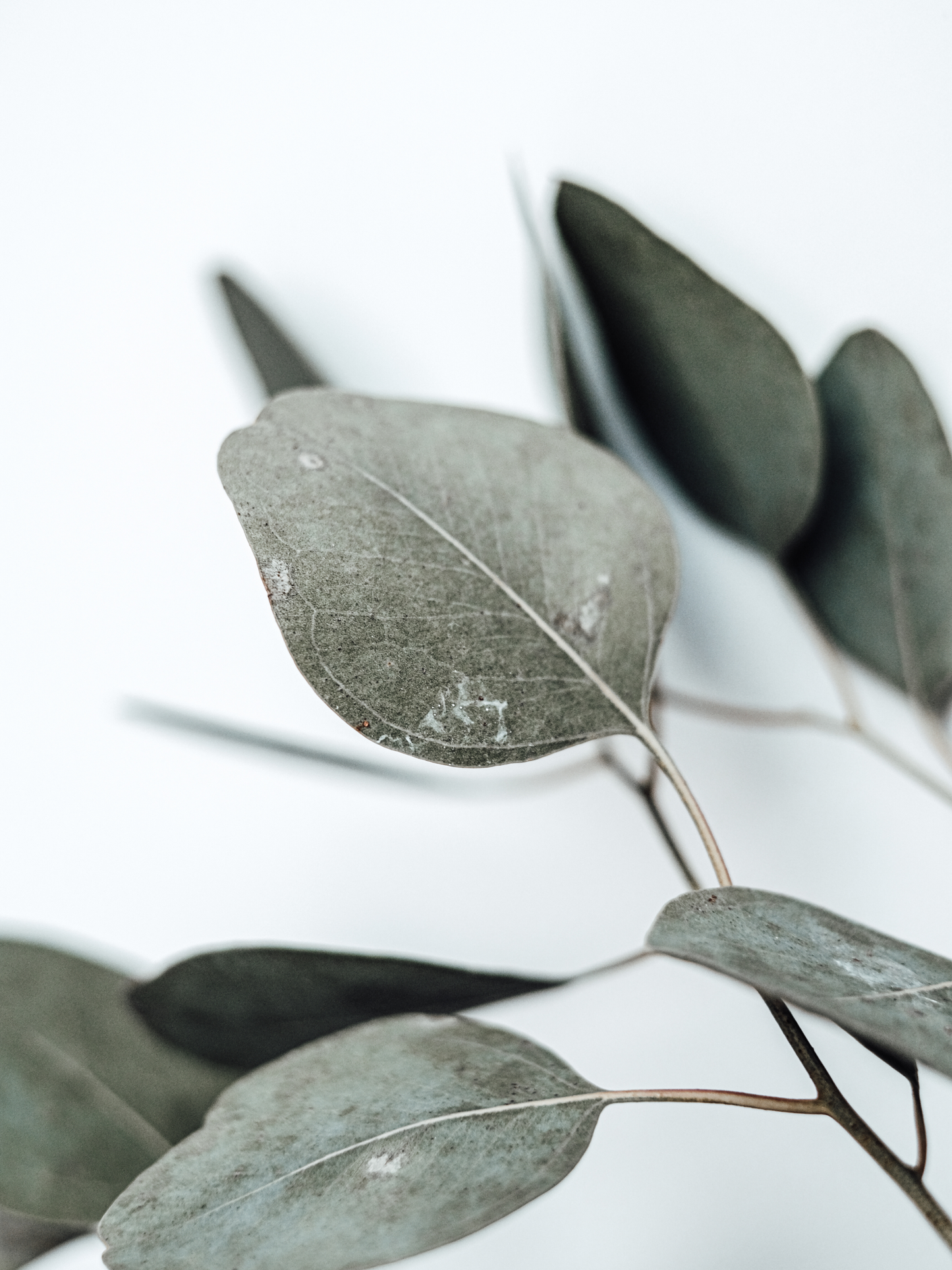 Eucalyptus Shea Body Butter