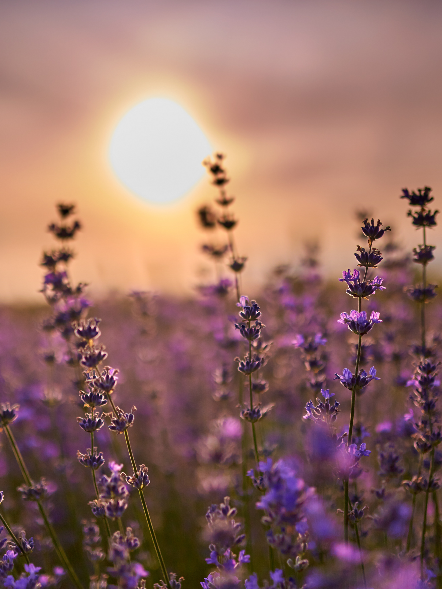Vanilla Lavender Shea Body Butter