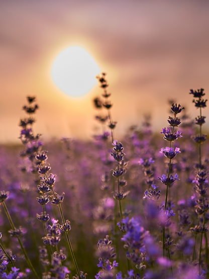 Vanilla Lavender Shea Body Butter